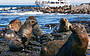 Seal Watching Phillip Island
