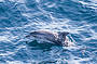Dolphin & Tangalooma Wrecks Cruise from Rivergate Marina