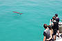 Dolphin & Tangalooma Wrecks Cruise from Rivergate Marina